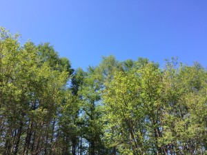C4B257ED-77D4-40A5-BD89-6639082291E3